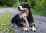 Quiz Connais-tu les races de chiens ?