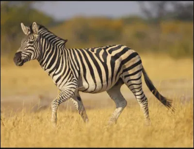 Quel animal est le Kelpie ?