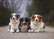 Quiz Quiz sur les chiens