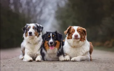 Quiz Races de chiens