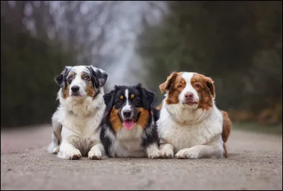 Comment appelle-t-on ces beaux chiens ?