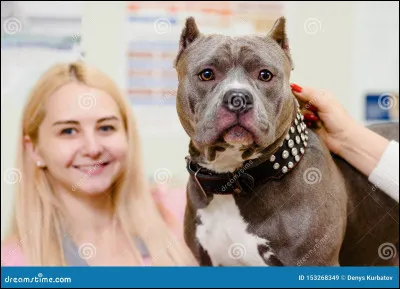 Quel est le chien le plus agressif ?