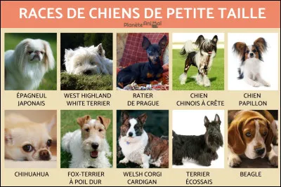 Combien existe-t-il de races de chiens ?