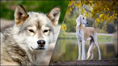 Depuis combien de temps les chiens sont-ils domestiqués ?