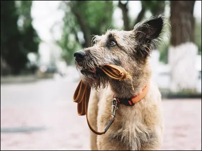 Quelle est l'espérance de vie moyenne d'un chien ?