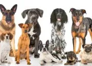 Quiz Un peu de tout sur les races de chien