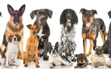 Quiz Races de chiens