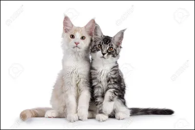 Qui sont ses petits ?