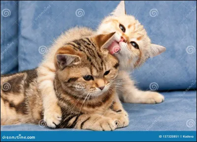 Qui est son compagnon ?