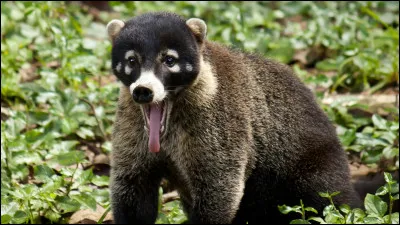 As-tu des comportements animaux ?