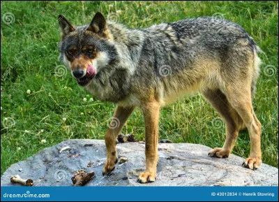 Tu es face à un loup affamé, que dis-tu ?