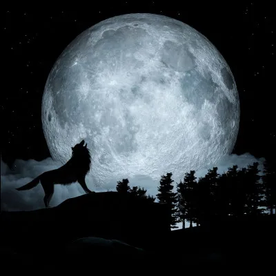 Es-tu plus nocturne ou diurne ?