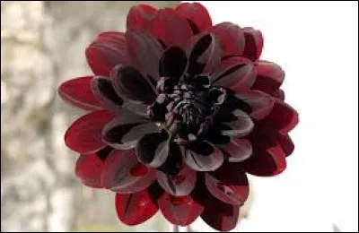 Qui ne survit pas à ce voyage ?