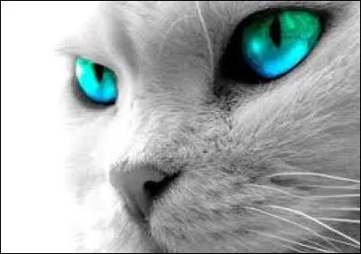 Comment Plume Sombre appelle-t-il son groupe de chats errants ?