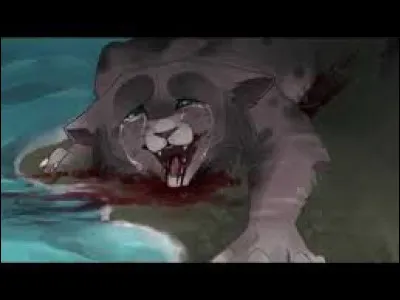 Combien de chats Plume Sombre a-t-il tués ?