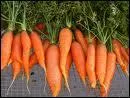 Les carottes nous fournissent en carotne, donc en vitamines...