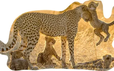 Quiz Animaux