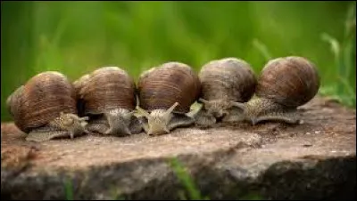 Cliquez sur la bonne réponse :