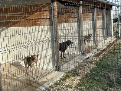 Quel animal voudrais-tu adopter ?