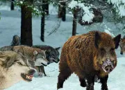 Test Ta vie de loup
