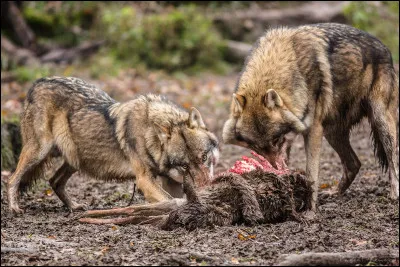 Tu veux manger, mais il ne reste plus rien. Que fais-tu ?