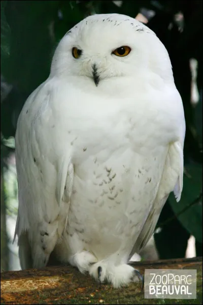 Quel animal te correspond le mieux ?