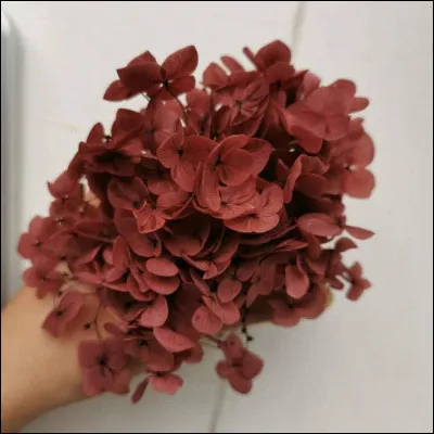 De quelle couleur est cette fleur, ou la nuance ?