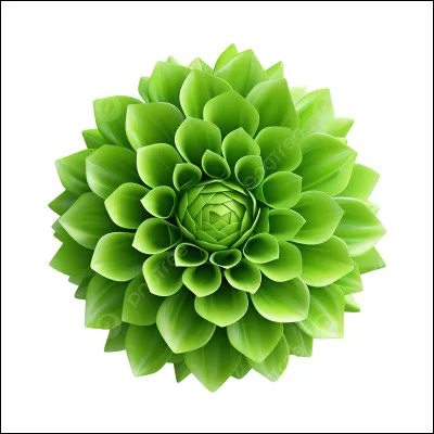 De quelle couleur est cette fleur, ou la nuance ?