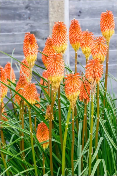 De quelle couleur est cette fleur, ou la nuance ?