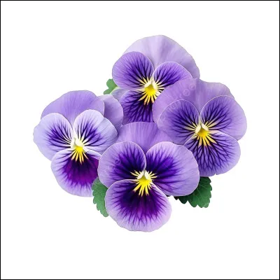 De quelle couleur est cette fleur, ou la nuance ?