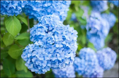 De quelle couleur est cette fleur, ou la nuance ?