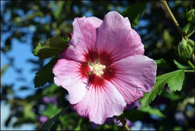 De quelle couleur est cette fleur, ou la nuance ?