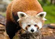 Quiz Un peu de tout sur le panda roux
