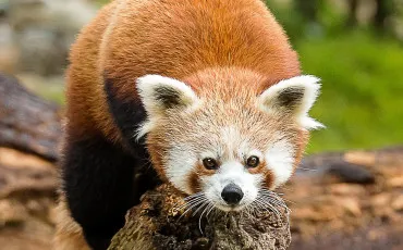 Quiz Panda