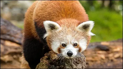 De quels pays le panda roux est-il originaire ?