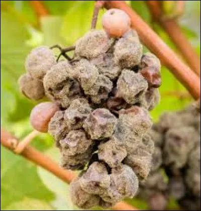 Km 122,4 : Barenton. Alors que le point le plus bas (88 m) correspond à la sortie de la Sélune du territoire, à l'ouest, où se situe le point culminant (297 m) ?