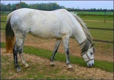 Quel est le nom de cette robe?