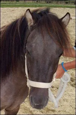 Quel est le nom de cette robe?