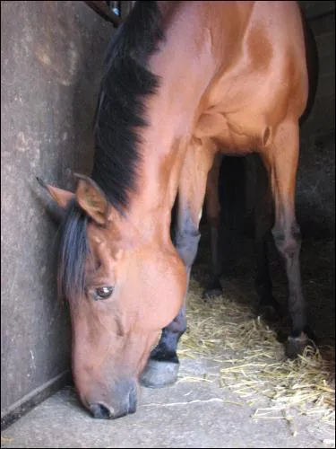Quel est le nom de cette robe?