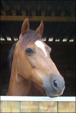 Quel est le nom de cette robe?