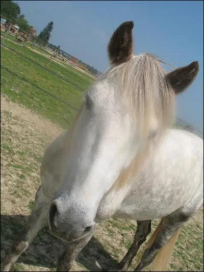 Quel est le nom de cette robe?