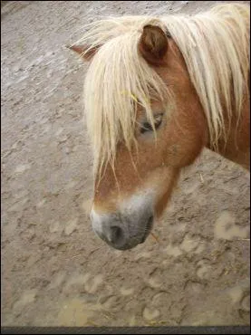 Quel est le nom de cette robe?