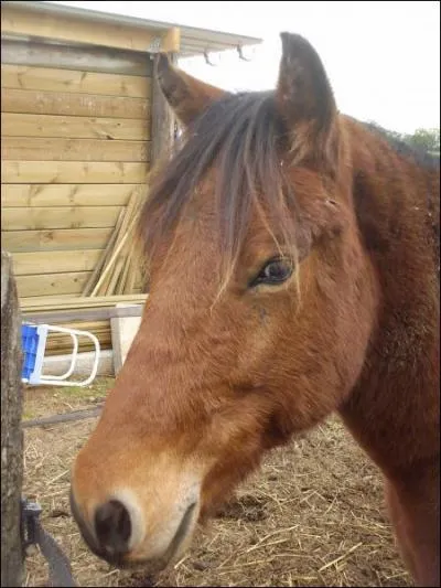 Quel est le nom de cette robe?