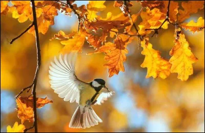 Maintenant un peu de français ! Quel est le mot qui correspond à cette définition : 
Structure construite par les oiseaux pour pondre, couver leurs ufs et élever leurs petits.