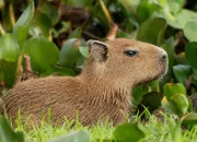 Quiz Un peu de tout sur le capybara