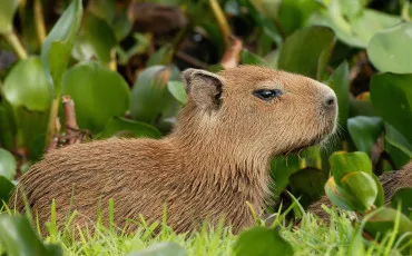 Quiz Animaux