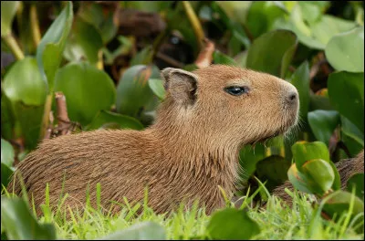 Pouvez-vous me dire ce qu'est un capybara ?