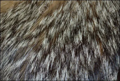 Ton pelage est... (2)