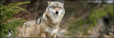 Une jeune louve te propose de devenir des amis, qu'en penses-tu ?