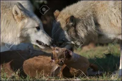 Au repas, tu manges...